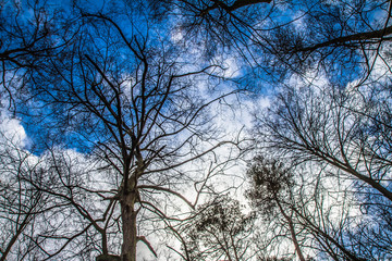 Trees in a forest seen upwards against a blue sky with some white clouds