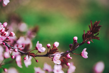 Beautiful branch of cherry tree with pink buds and blossoms.
