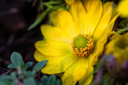 Beautiful pictures of spring flowers. The first spring flowers. Early flowers. Adonis Vernalis.