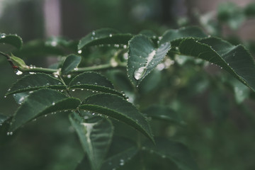 raindrops on rose leaves