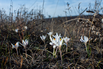 Beautiful pictures of spring flowers. The first spring flowers. Early flowers.