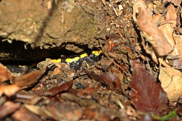 Feuersalamander (Salamandra salamandra) im Versteck