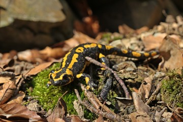 Feuersalamander (Salamandra salamandra) im Nationalpark Kellerwald