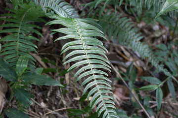 Green leaves of a plant in the tropical forest
