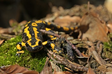 Feuersalamander (Salamandra salamandra) im Nationalpark Kellerwald