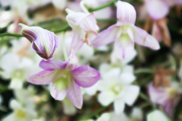 White flowers background.Soft dreamy image