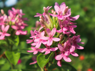 pink flower flower close up background.