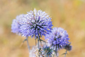 A big bright purple spheric flower also known as "echinops ritro" and gathering a pollen.