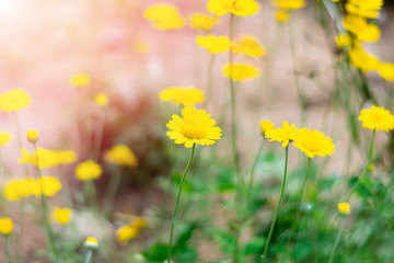 Fototapeta premium Bright yellow Chamomile flowers field with sunlight. Summer daisies on summer meadow. Beautiful scene of nature with blooming medical chamomile.