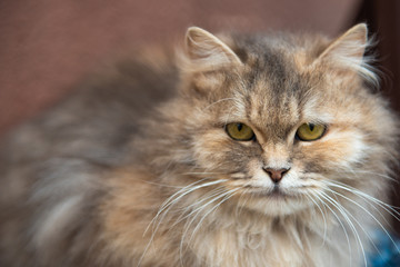 Obraz premium unusual portrait of a cat