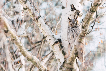 Beautiful Long-eared owl sitting in a tree. (asio otus)