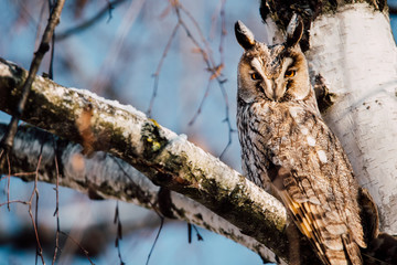 Beautiful Long-eared owl sitting in a tree. (asio otus)