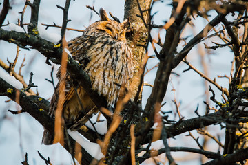 Beautiful Long-eared owl sitting in a tree. (asio otus)