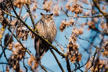 Beautiful Long-eared owl sitting in a tree. (asio otus)