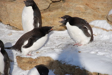 Fototapeta premium group of penguins