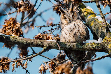 Beautiful Long-eared owl sitting in a tree. (asio otus)