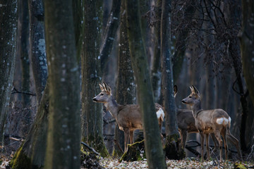 Beautiful roe in the wild forest. Camouflaged in the woods.