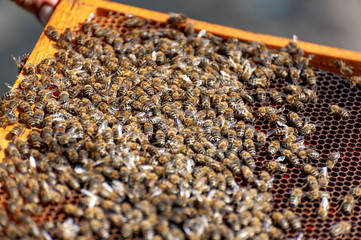 The beekeeper examines bees in honeycombs.