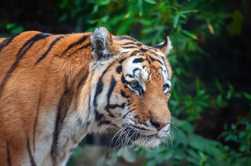 Obraz premium Tiger - Panthera tigris - close up portrait.