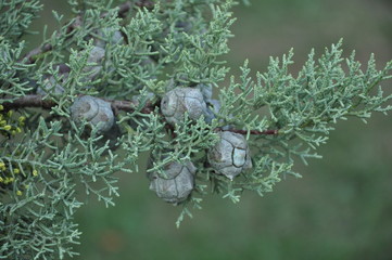 branch of a tree in snow