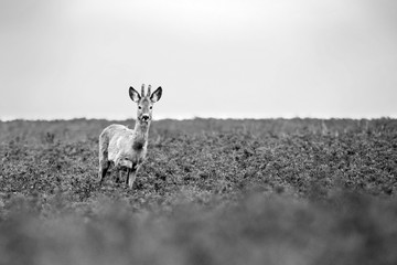 Beautiful deer in green meadows.