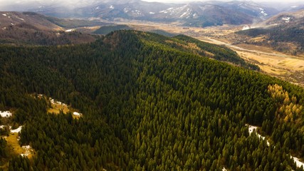 fir trees ukraine view from the drone excellent photo for wallpaper