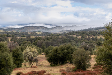 Fototapeta na wymiar Clouds and mist over rolling hills in spring time with pear tree in bloom, coastal live oaks and buckwheat in Julian California landscape