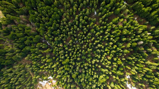 fir trees ukraine view from the drone excellent photo for wallpaper © Anton Viunik