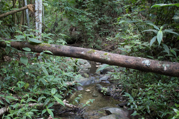 Trees in the tropical forest