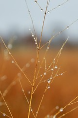 Close-up of a plant on a rainy day with raindrops on it and a field in the background