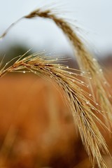 Close-up of a wheat-like plant on a rainy day with raindrops on it and a field in the background