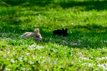 Rabbits lie in the spring meadow and enjoy the sun in spring time