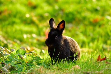sweet little lion-headed rabbit in the meadow - spring time