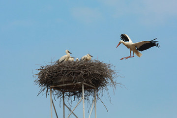 Fototapeta premium Fliegende Störche mit Jungtieren im Nest Weißstorch