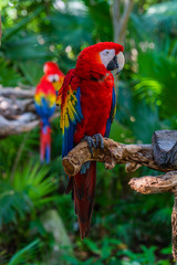 perroquet rouge