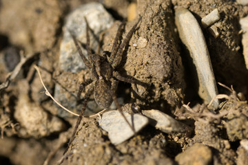 natur, beschaffenheit, braun, makro, dirt, baugrund, boden, abtrocknen, ackerbau, insecta, bark, erdboden,