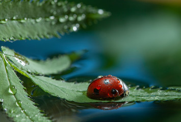 red ladybug on green leaf, ladybird creeps on stem of plant in spring in garden summer