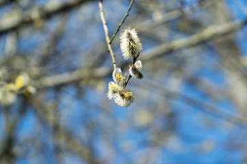 First willow catkins of the year isolated with blue sky