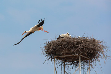Fliegende Störche mit Jungtieren im Nest Weißstorch