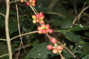 Coffee plant with its seeds