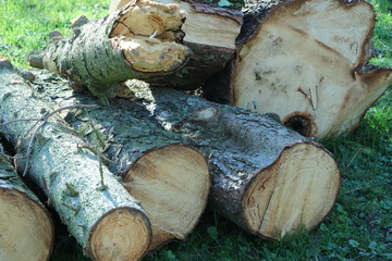cut wood
