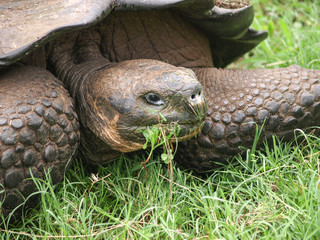 Galapagos Tortoise Eating