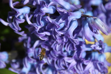 Purple hyacinth spring fresh flower