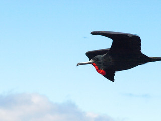 Bird in the air