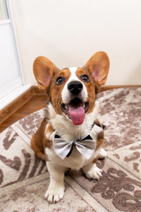 Corgi puppy in a tie, funny and cute