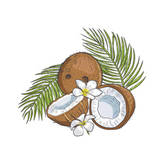 Brown coconut with tropical flowers and leaves closeup. Old coconut half cracked with tropical leaves isolated on white background.