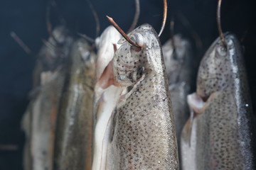 trout hanging in smoke on hooks in a home smokehouse, just after starting smoking, homemade food preservation, selective focus
