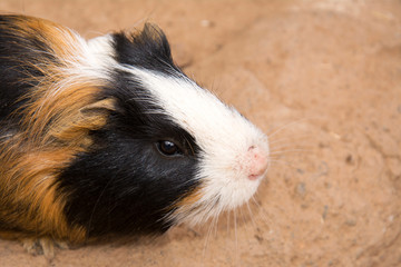little funny colored guinea pig