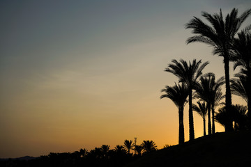 Obraz na płótnie Canvas landscape dawn sky palms and hotel in Egypt