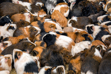 Group of funny guinea pigs